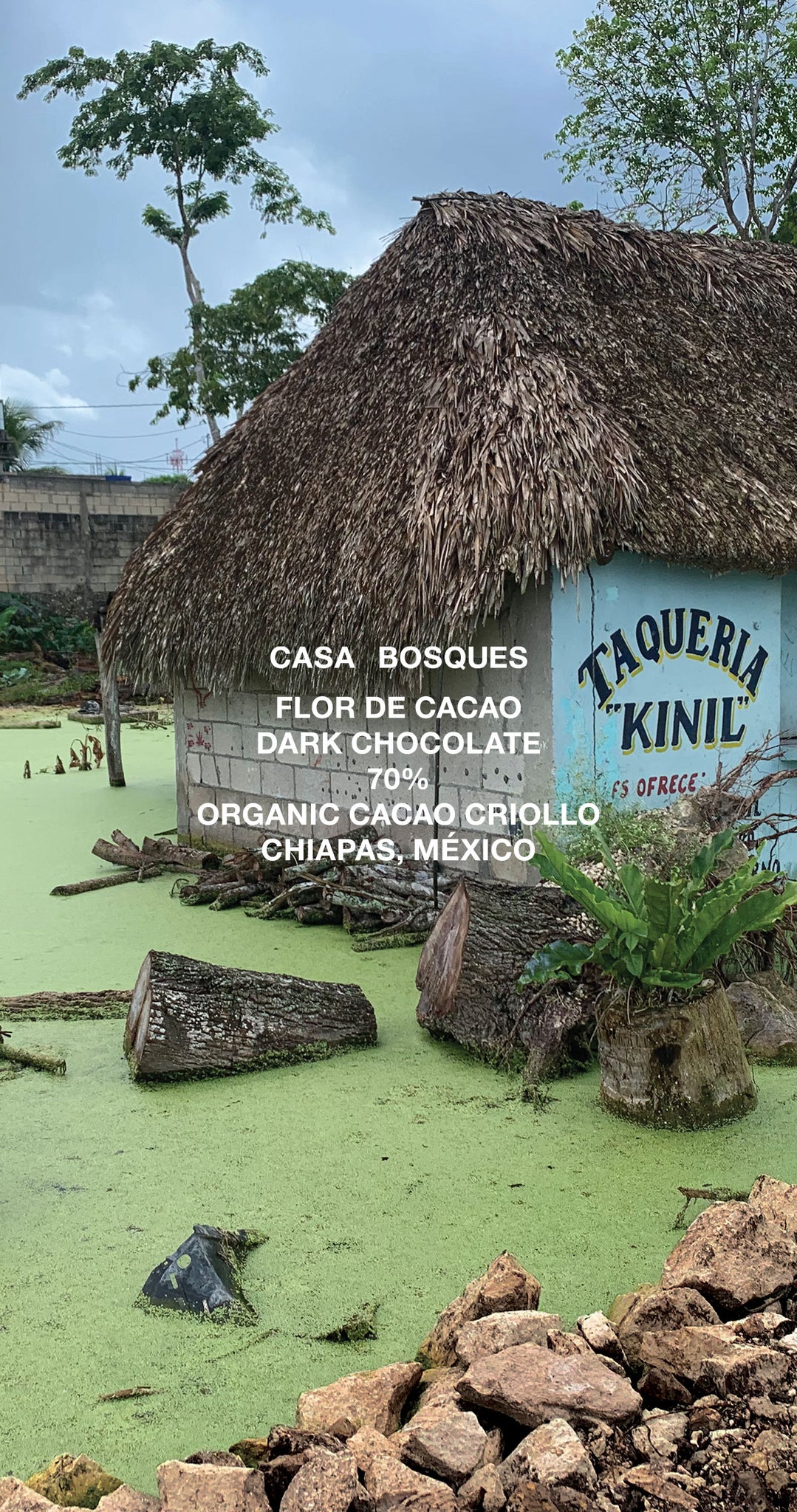 FLOR DE CACAO