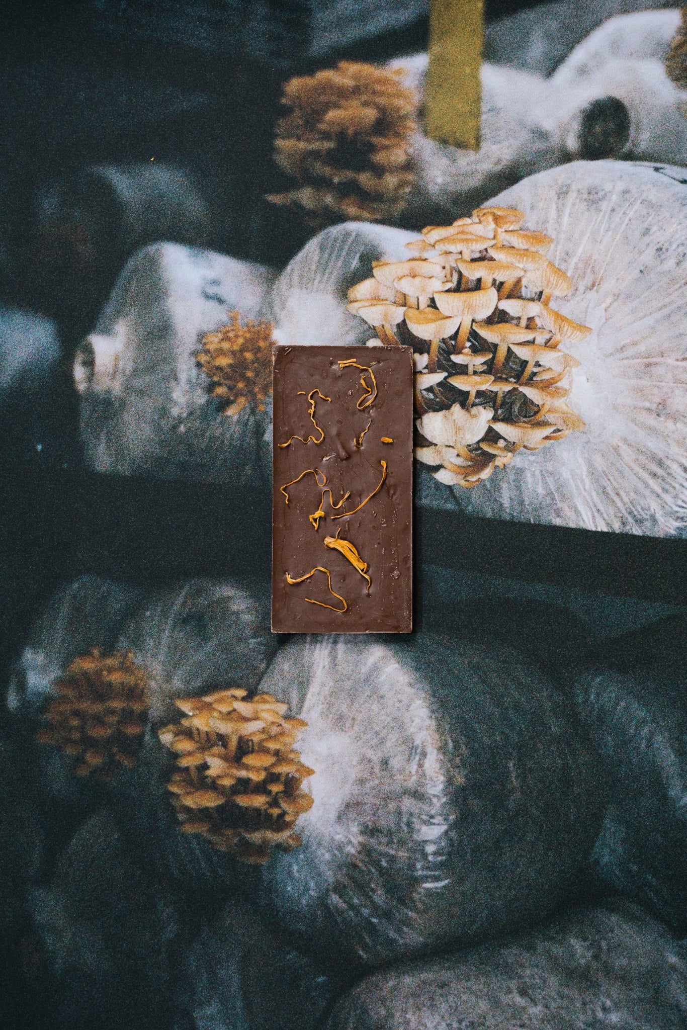 MYCELIUM EDITION: MYCOLOGY; POWER
