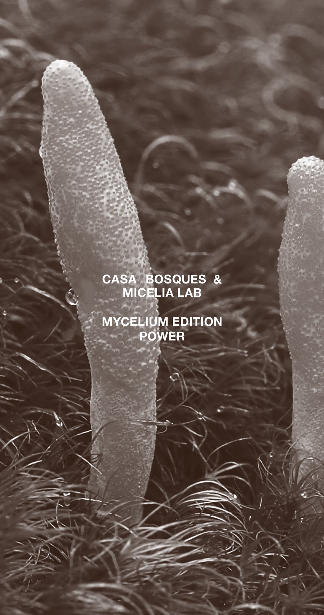 MYCELIUM EDITION: MYCOLOGY; POWER